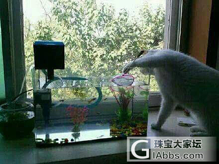 这喵是有多饿啊？我不会把这招教给初九的_猫