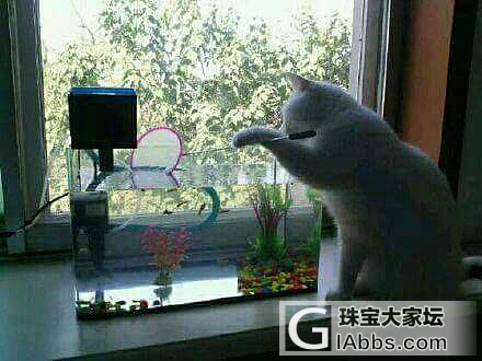 这喵是有多饿啊？我不会把这招教给初九的_猫