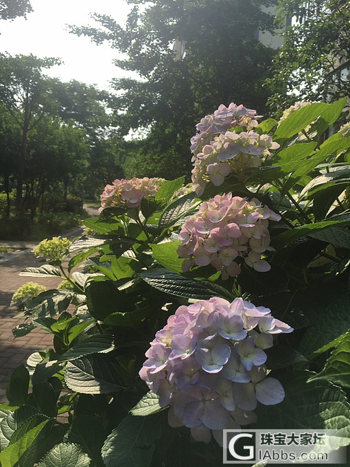 绣球花都开了...._摄影花