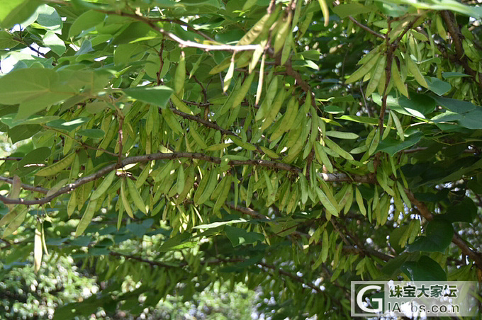 绣球花都开了...._摄影花