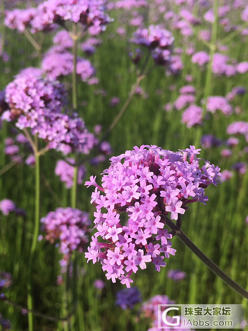 绣球花都开了...._摄影花