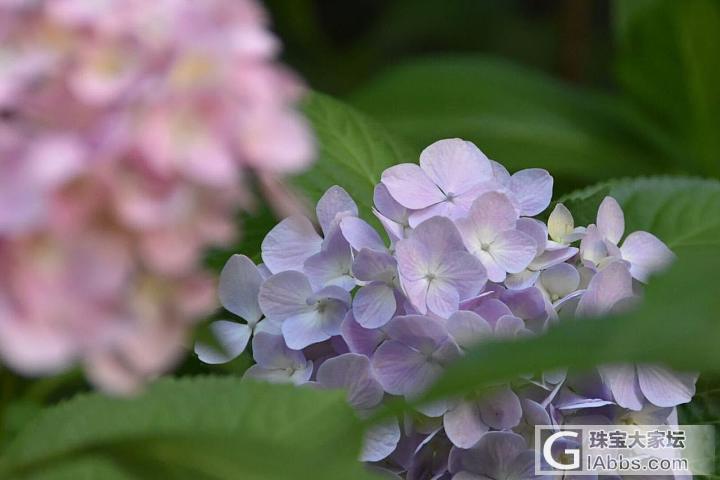 绣球花都开了...._摄影花