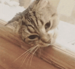 网友表示 家里的猫刚刚剪指甲还在不要不要的 一碰到水后就一脸眼神死的躺着..._猫