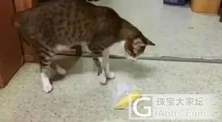 当猫咪看到我们的坛红榴莲后的两种不同反应，一种反应是埋屎，另一种是...哈哈哈_猫