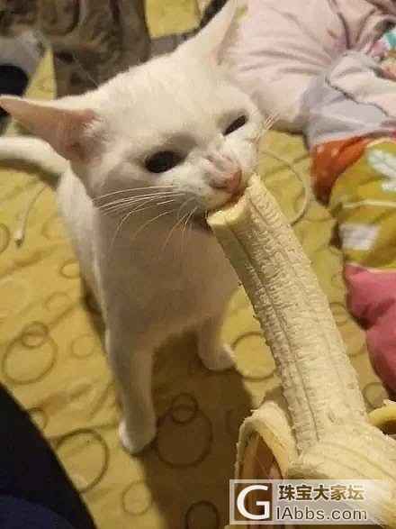 养一只喜欢吃香蕉的猫是怎样的体验..._猫