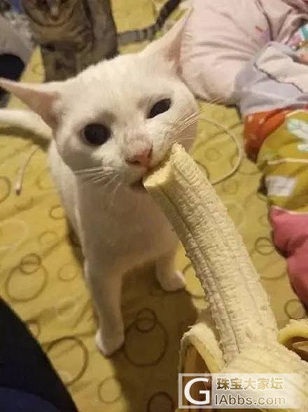 养一只喜欢吃香蕉的猫是怎样的体验..._猫