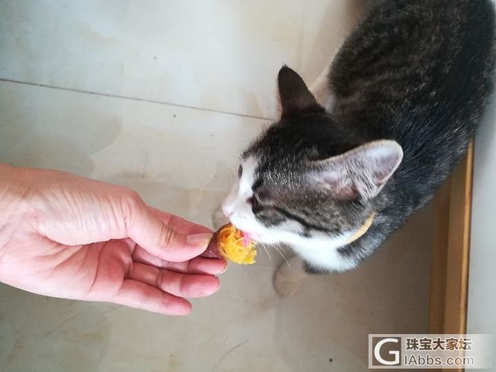 养一只喜欢吃香蕉的猫是怎样的体验..._猫