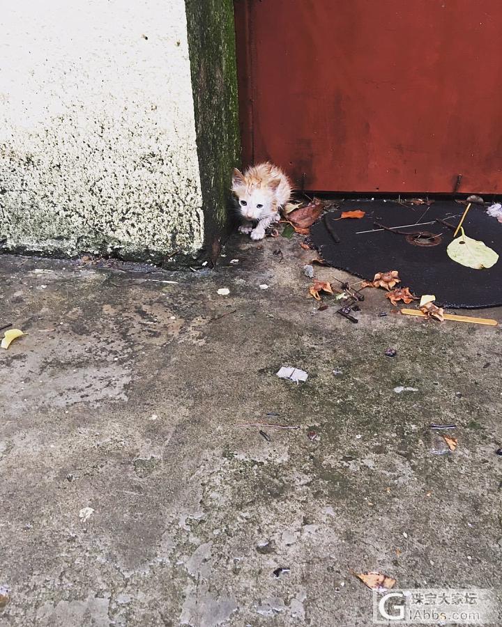 有妈的奶娃娃风雨都不怕啊_猫