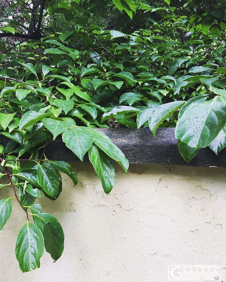 有妈的奶娃娃风雨都不怕啊_猫