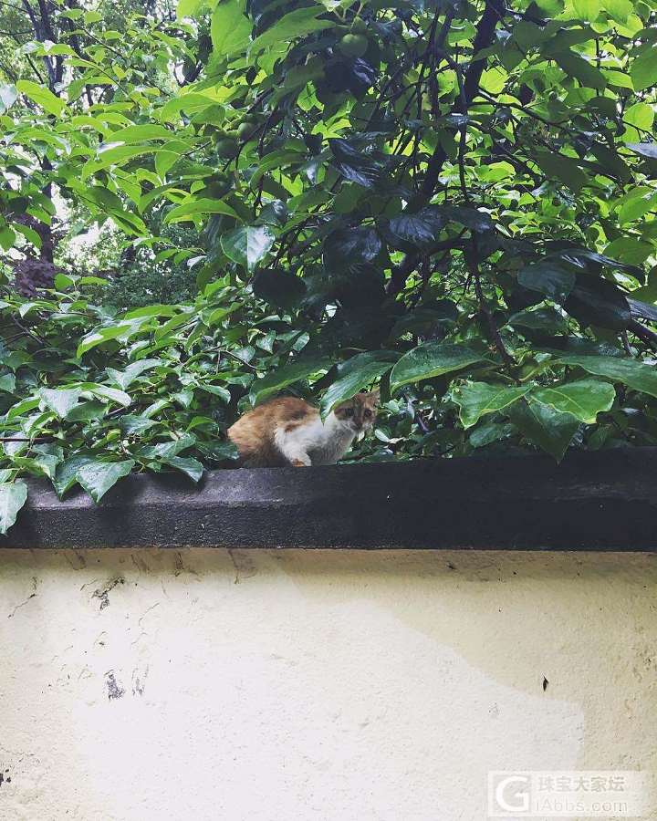 有妈的奶娃娃风雨都不怕啊_猫