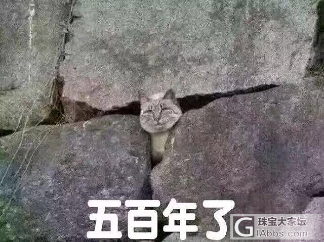 做一只有远大理想的猫咪_贴图