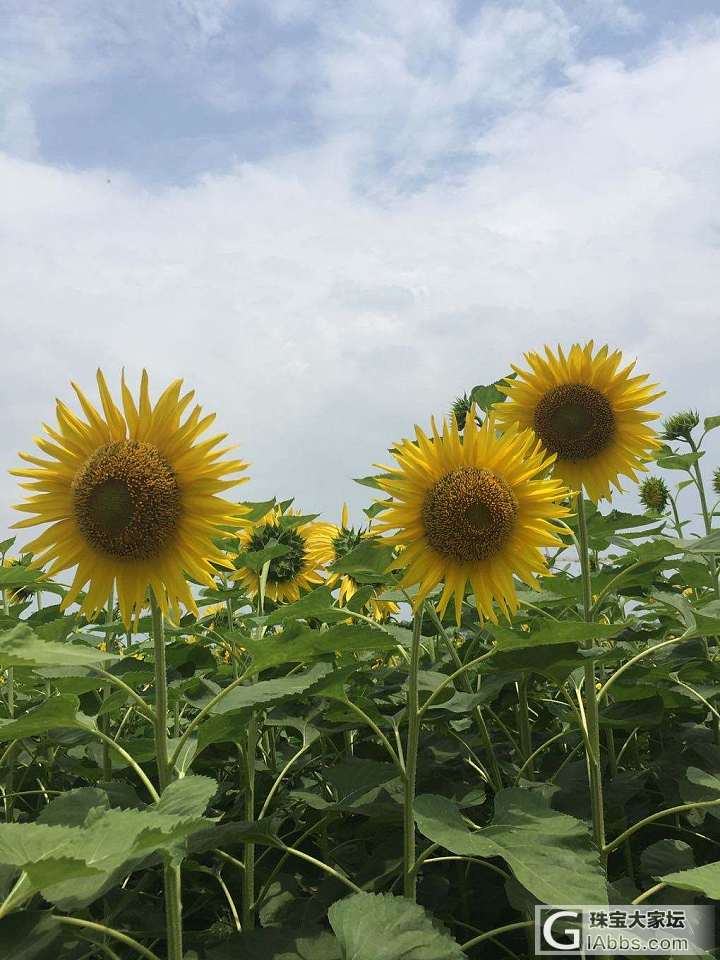 花海随拍_摄影花