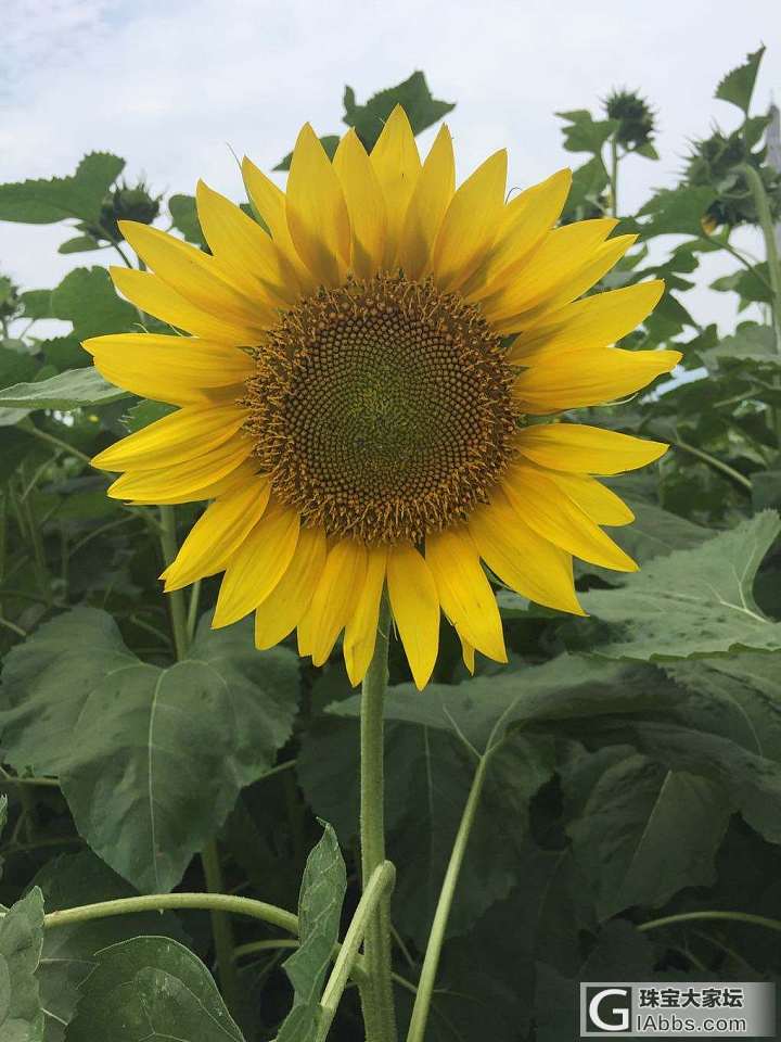 花海随拍_摄影花