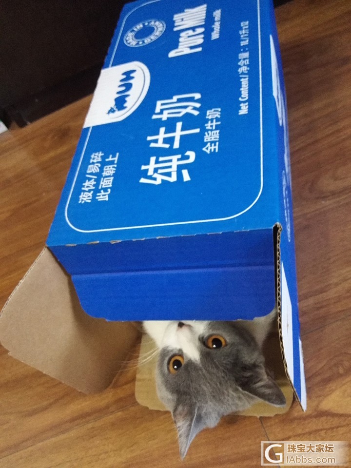 曝光照据说会很吸引眼球_猫