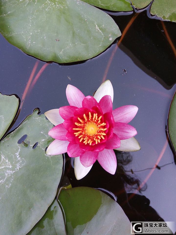 我栽的睡莲开花啦_花