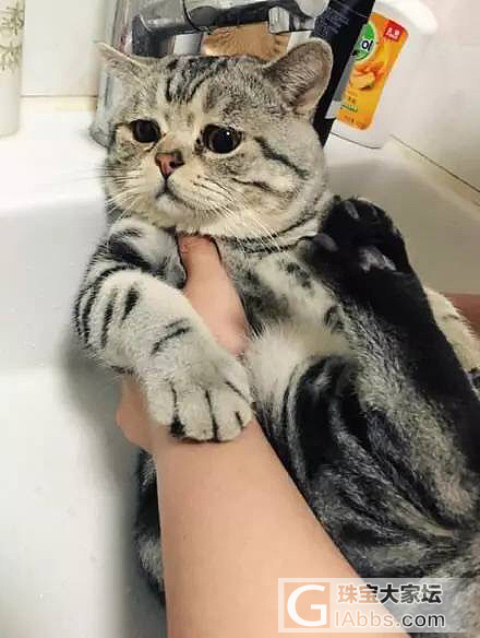 主人带猫洗澡，猫一开始是拒绝的，最后..._猫