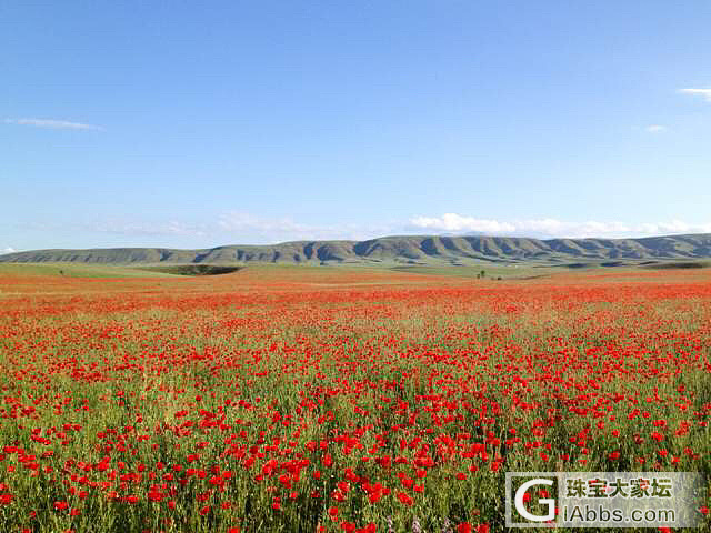 那位爱花使者认识这花？_油画闲聊