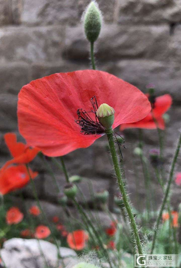 那位爱花使者认识这花？_油画闲聊