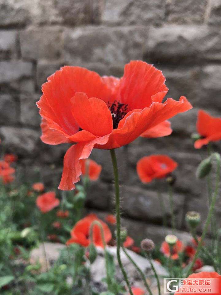 那位爱花使者认识这花？_油画闲聊