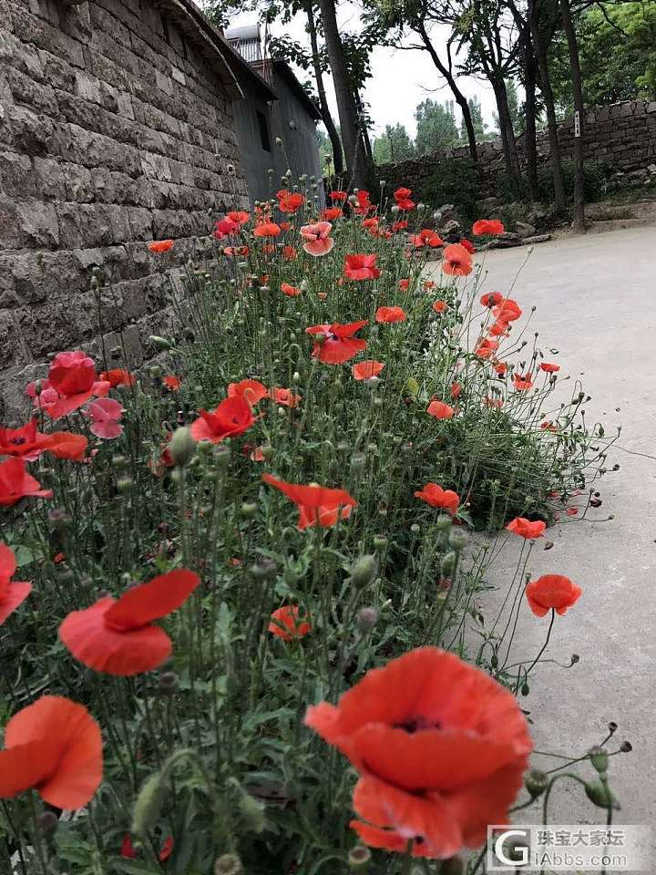 那位爱花使者认识这花？_油画闲聊