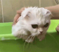 这只猫竟可以配合洗澡到这种程度，真厉害了..._猫