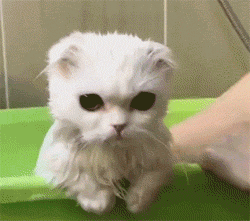 这只猫竟可以配合洗澡到这种程度，真厉害了..._猫