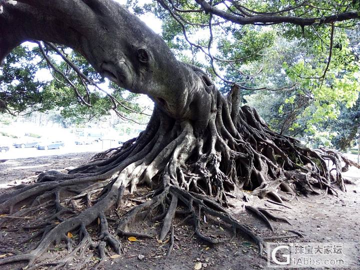 树有型，根也深。_植物摄影