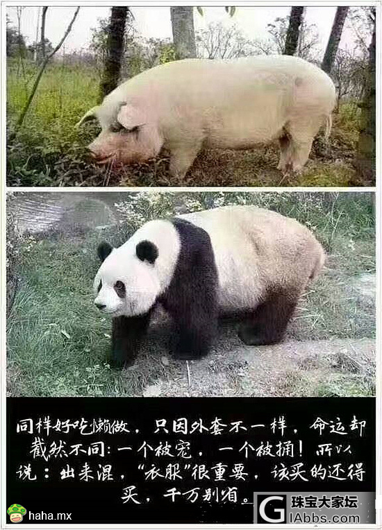 画的什么花_书画闲聊