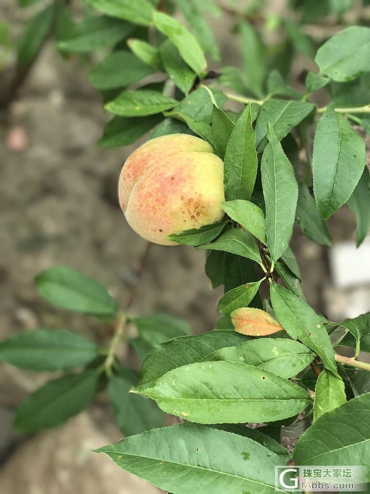 又准备动手瞎玩玩了。荷花小坠子的记录贴📝_打磨松石