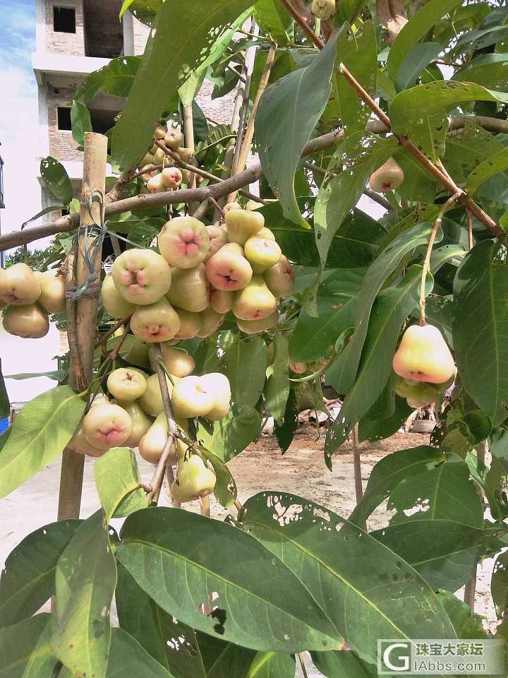 秋天是个好季节。_果园