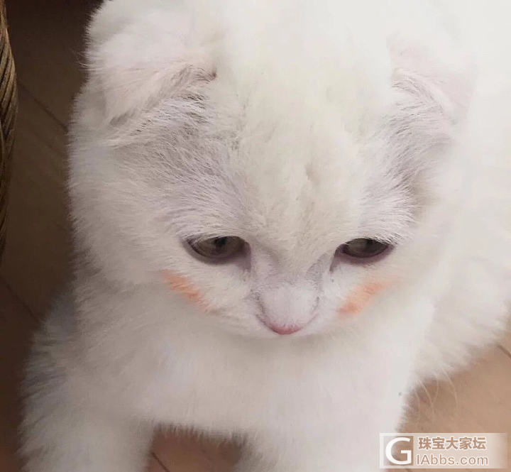 可爱的小猫咪_猫