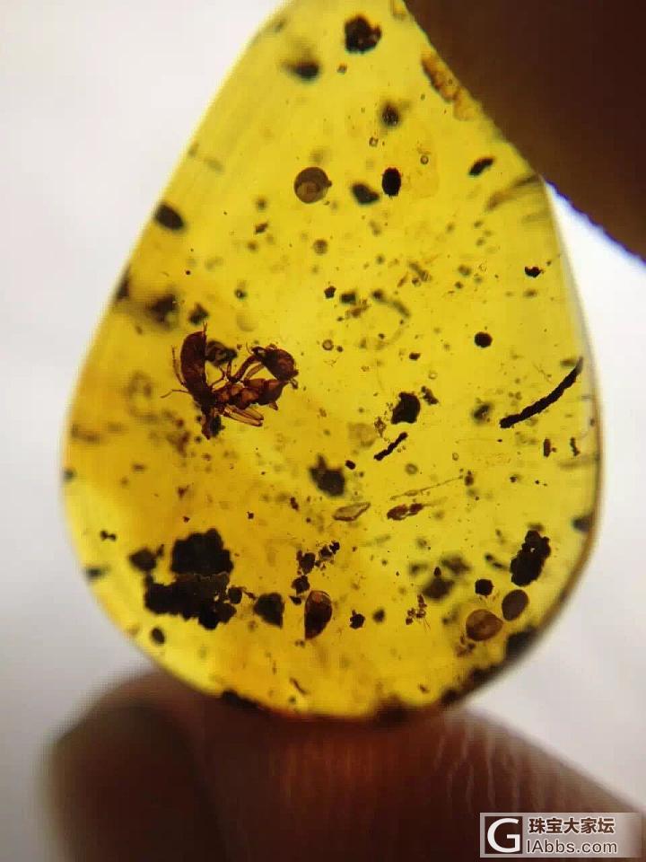 时光胶囊，神奇的大自然^_^_蛋面虫珀