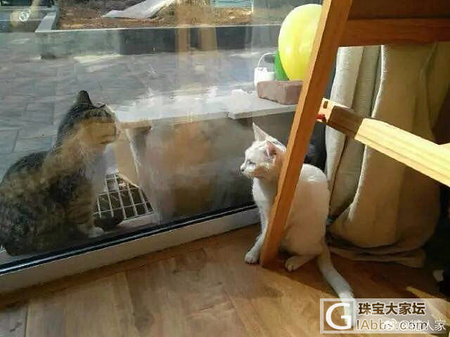 网友家的白猫正跟外面的一只猫对视着，被家里的黑猫看到后...