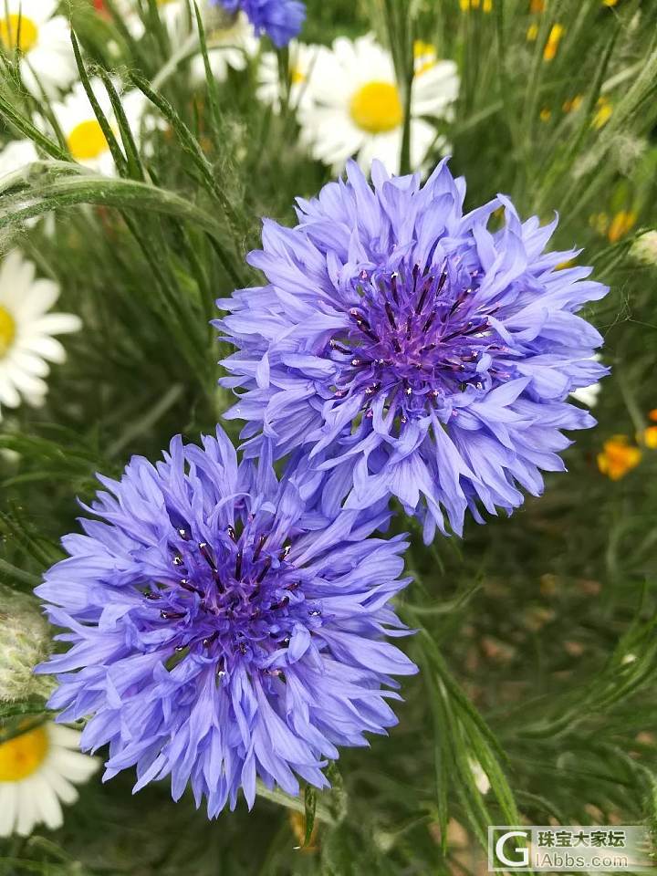 闲来无事的随拍 路边绿化带花草 图多慎点_摄影花