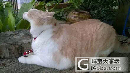 奶奶手酸痛去看医生，诊断结果竟是要少抱猫，原来..._猫