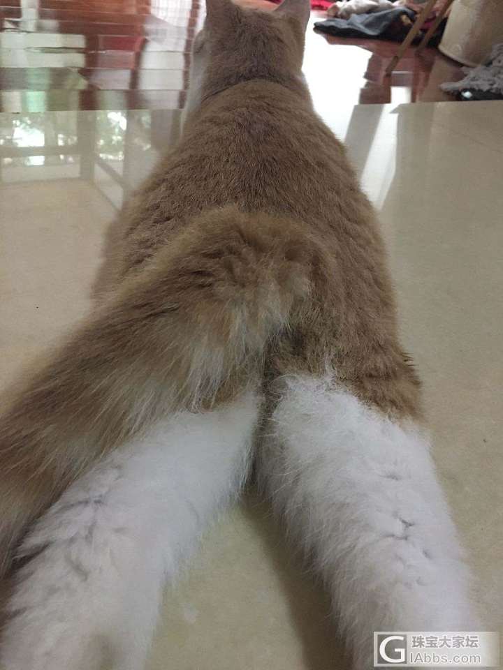 我爱我家老大_猫