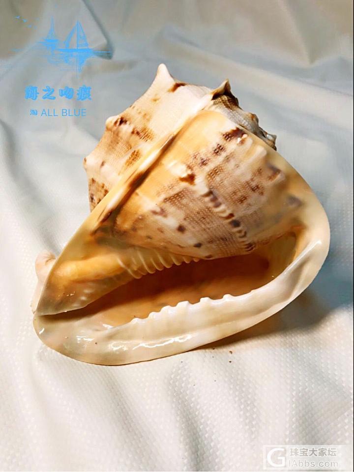 海之吻痕-贝壳 您的独特摆件_贝壳摆件