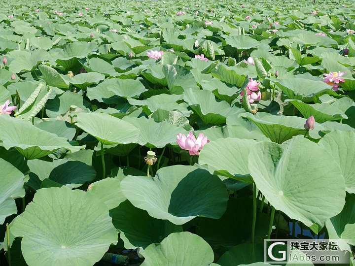 毛主席家乡的荷花_植物湖南