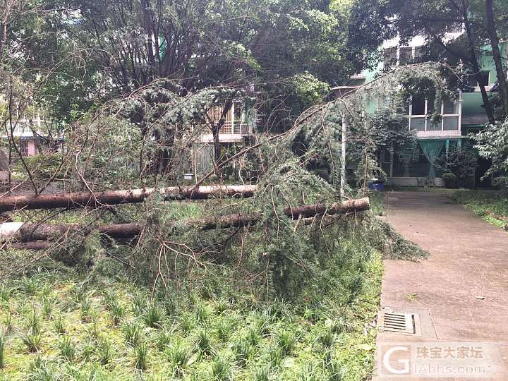 昨夜的风雨_成都闲聊