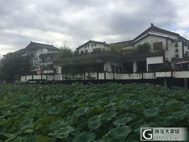 毛主席家乡的荷花_植物湖南