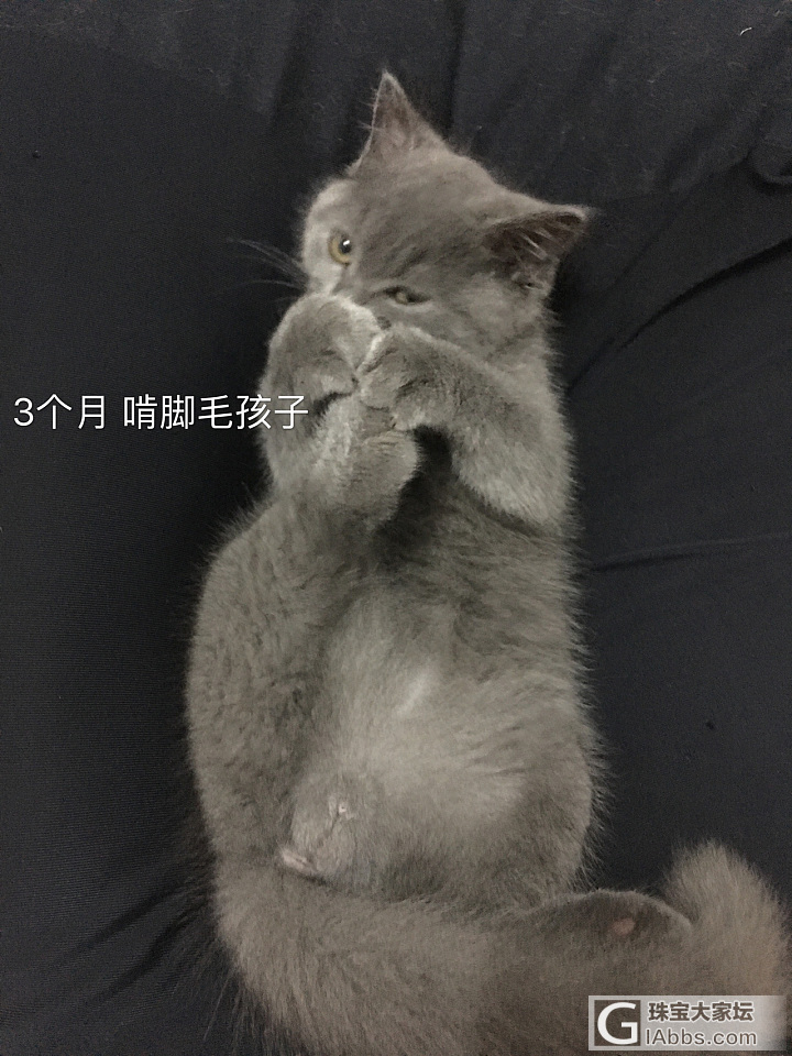 一只喵的前半岁猫生！_猫