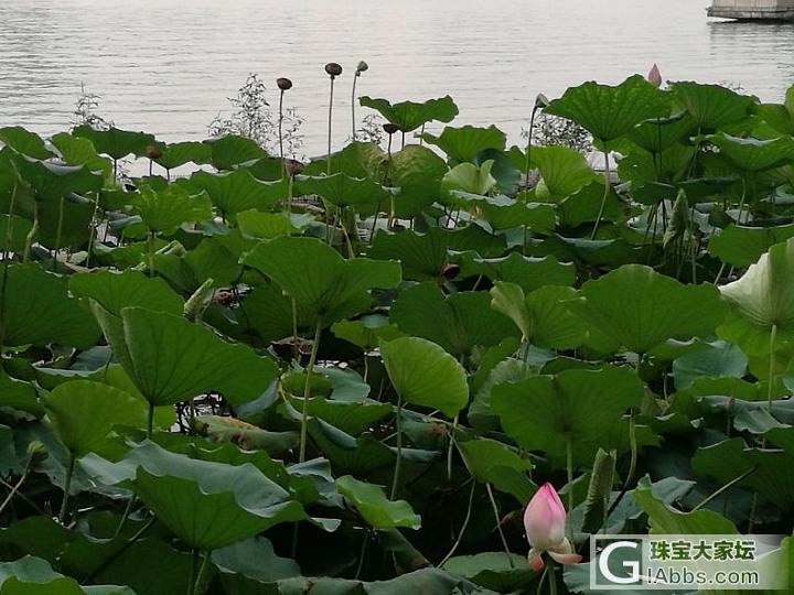 太阳落山渣渣图_花