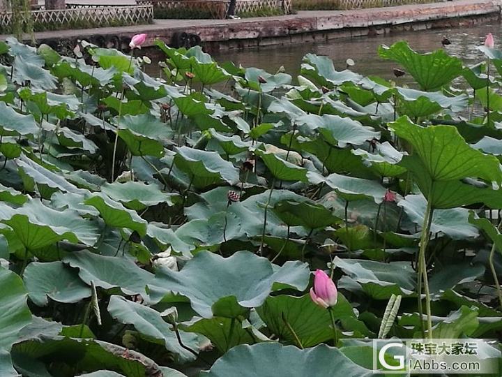 太阳落山渣渣图_花