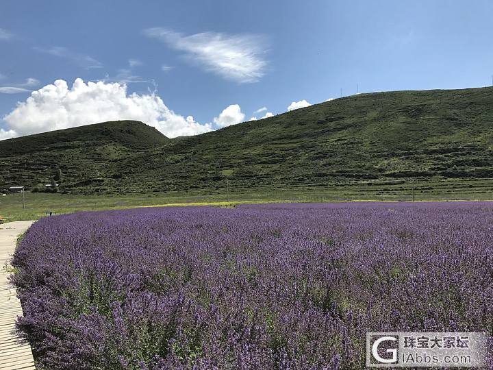 突然想起了九寨沟地震前拍的花海_旅游