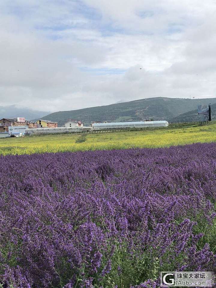 突然想起了九寨沟地震前拍的花海_旅游