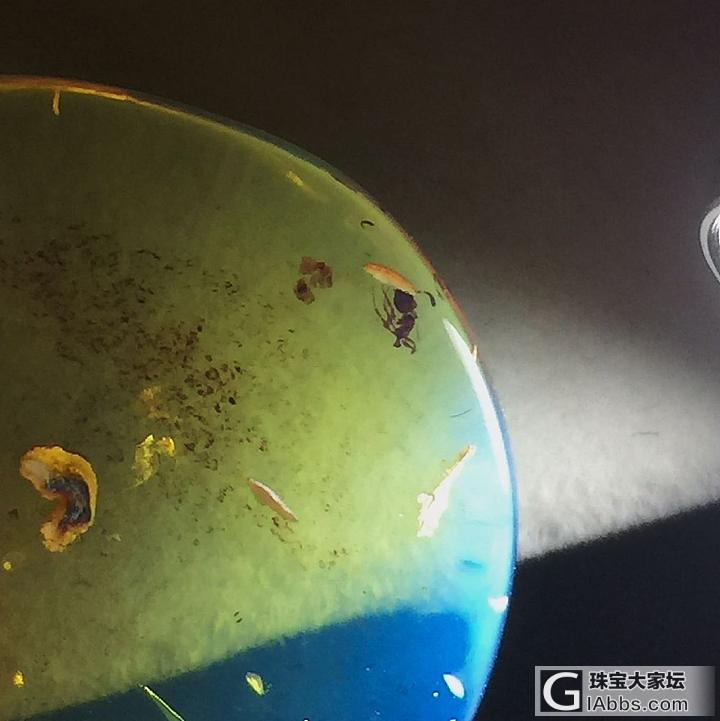 多米尼加蓝珀中还有小虫子你见过吗？_虫珀