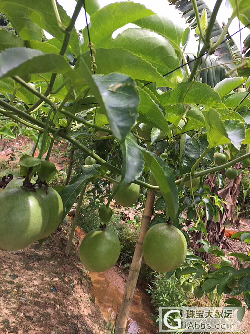 自己家种的百香果，新鲜，连农药都没喷过，绿色食品，8块一斤包邮，5斤起_美食