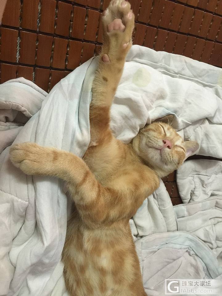 有同款猫的麽，来秀一个吧？_猫