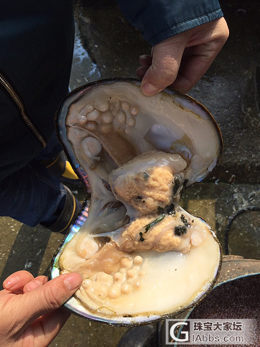 马上进入收获的旺季_珍珠