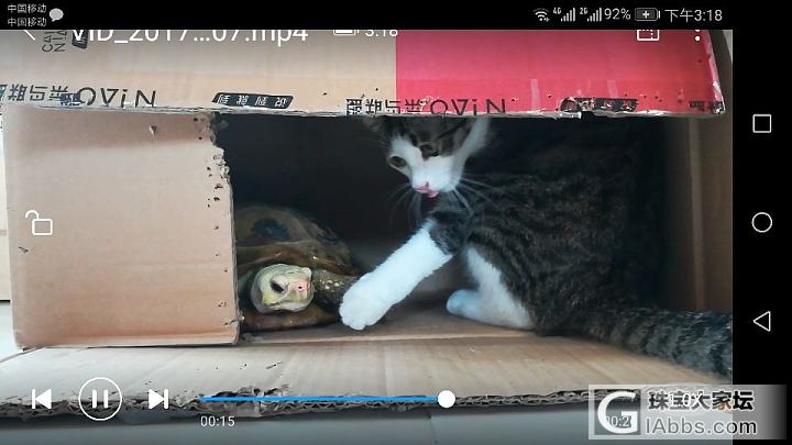 龟龟出来客厅散步，把猫平时玩的纸箱霸占了，猫满脸那个不爽啊，蹲旁边盯了一会，见龟..._龟